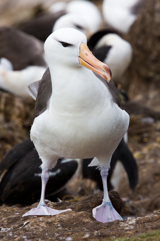 Black-Browed Albatross